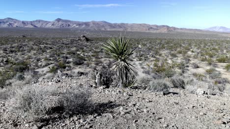 Joven-Joshua-Tree-En-El-Parque-Nacional-Joshua-Tree-En-California-Con-Video-De-Cardán-Caminando-Hacia-Adelante