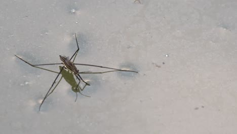 primer plano de una mariposa silvestre descansando en la superficie del agua en el desierto