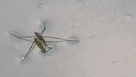 closeup of wild water strider resting on water surface in wilderness