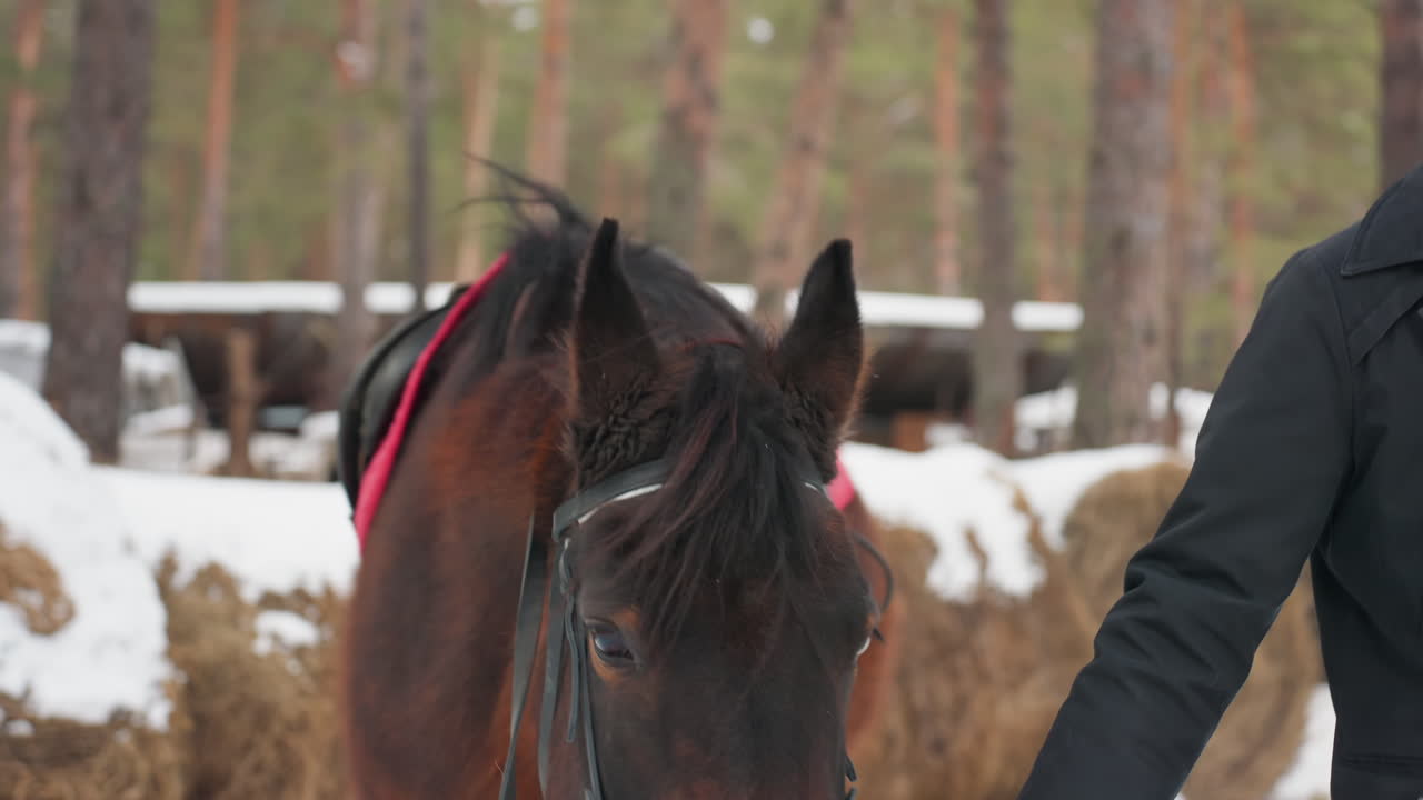 Всадник осматривает лошадь в спокойной обстановке, всадник проверяет лошадь среди зимнего фермерского пейзажа, человек в экипировке для верховой езды внимательно оценивает лошадь возле тихого леса