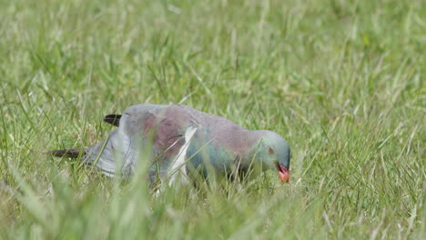 kereru wood pigeon pecking food on the grassy ground