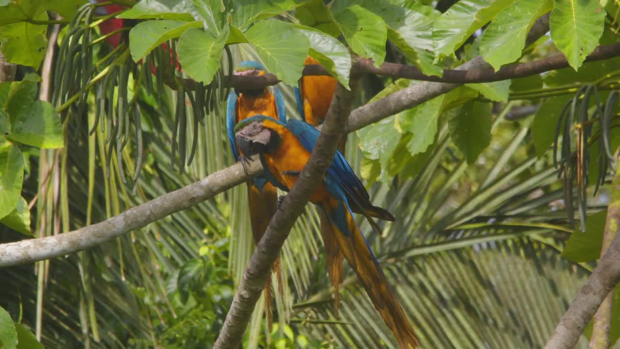 Vibrant Blue-and-Yellow Macaw flies up and lands smoothly in slow motion in the Peruvian jungle.