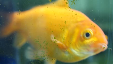 goldfish swimming around