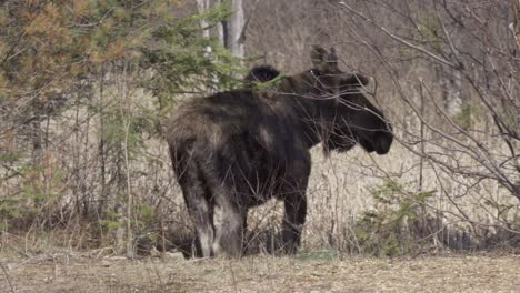 wild bull moose turns its head while standing in natural habitat