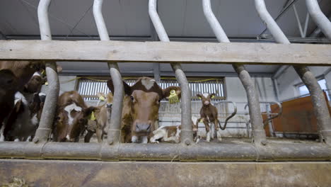 norwegian red dairy cattle calves with ear tags sticking out their head on a cowshed