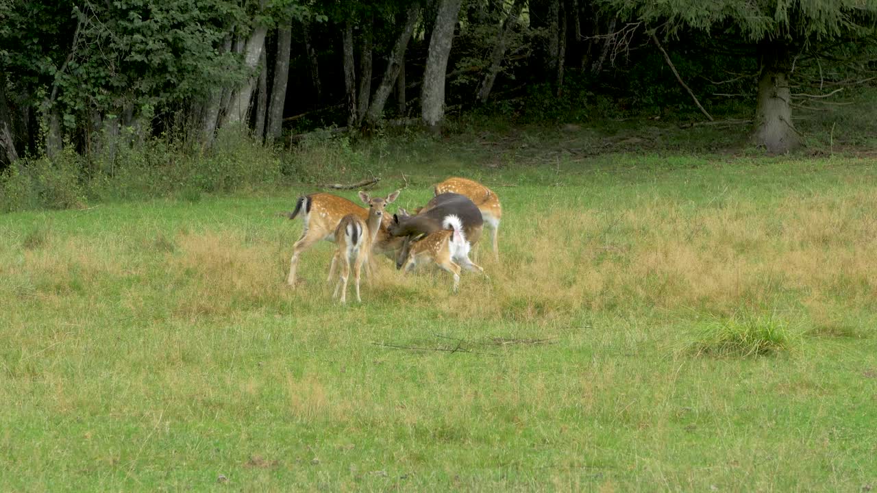 gamo hembra con alimentación de ciervos jóvenes en un campo verde, día soleado, concepto de vida silvestre, tiro medio de mano