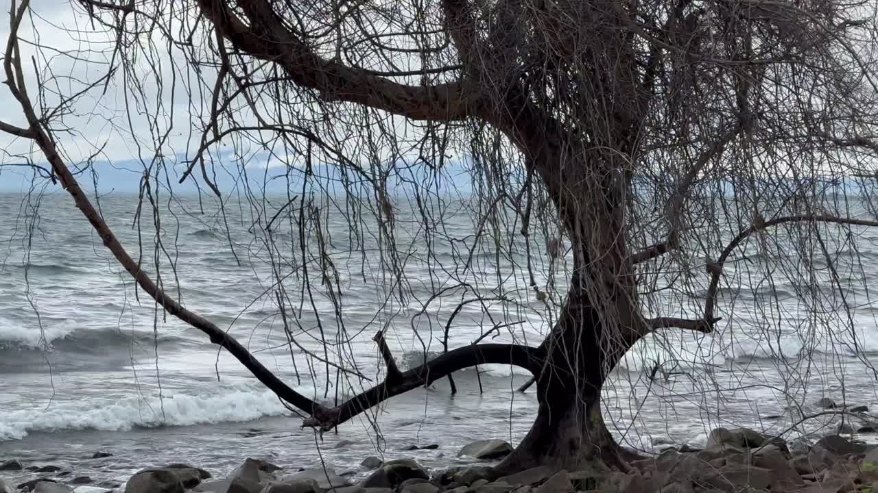 Lehdettömiä puita Malawijärven rannalla. Nankoman saari, Malawi.