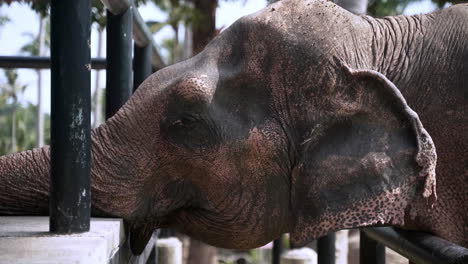 Sad-elephant-leaning-its-trunk-and-head-on-concrete-fence-in-exhibit