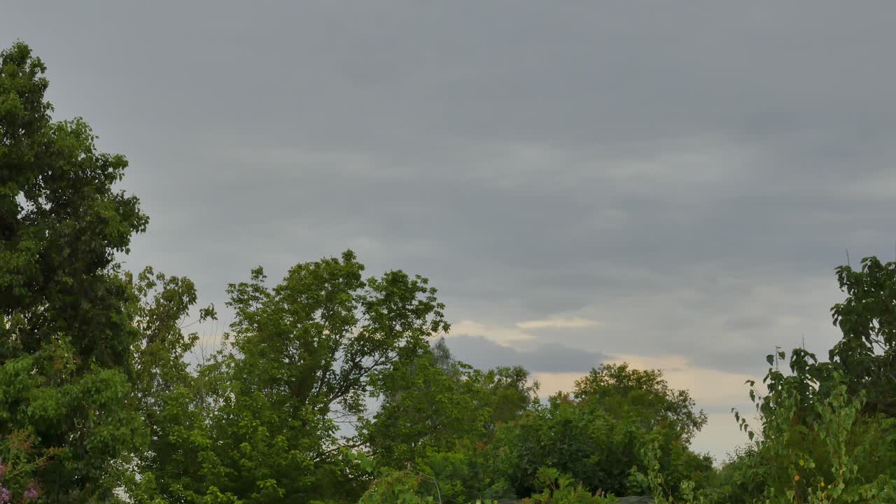 Tree view near a sunset