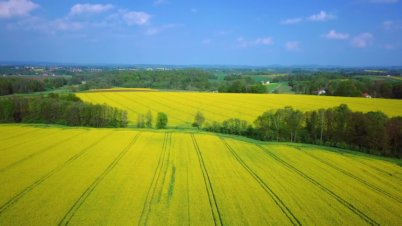 Aerial view of freshly grown rapeseed fields separated by green forest and blue sky partly clouded