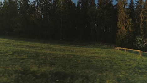 low aerial over grass land with conifer trees in background during dusk