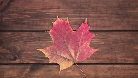 seamless stop motion animation with red dry autumn leaves on brown wooden background with copy space