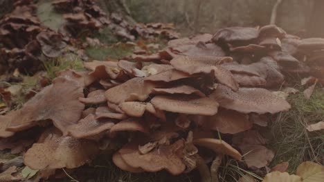 dolly in of beautiful group of honey fungus mushroom in forest at sunrise