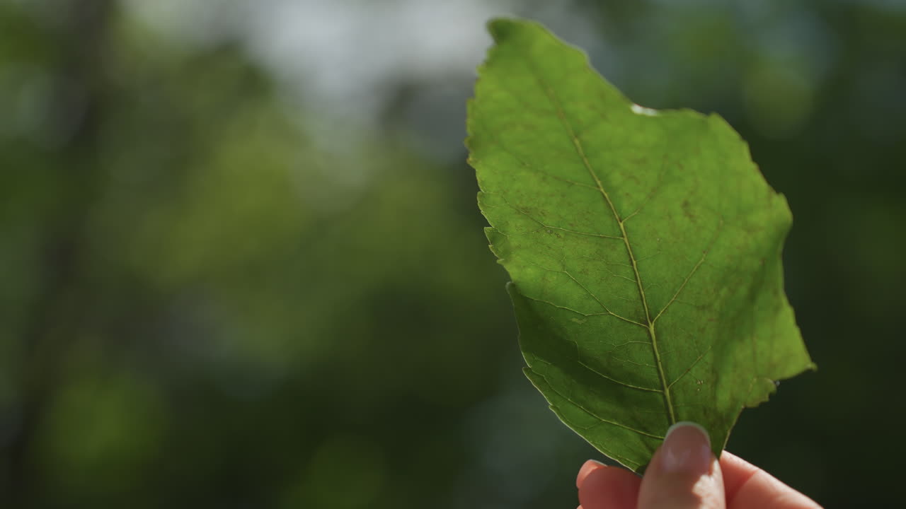 Childlike hand inspects leaf in sunlight, close scrutiny of veins and texture against blurred trees playful curiosity, soft summer light, careful grip and exploratory motion suggesting learning