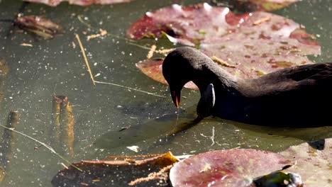 duck feeding near lily pads in a pond