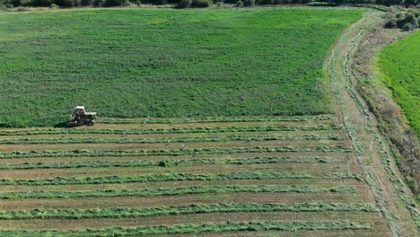 toma panorámica aérea del vuelo de las cigüeñas alimentadas en el campo de hierba y el cortacésped