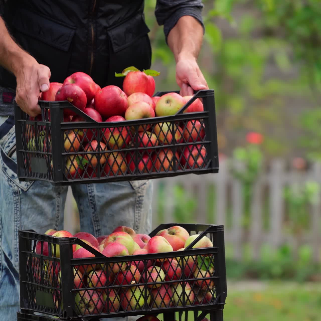 Pile of drawers with apples. Delicious organic fruits in black drawers. Farmer putting the box full with apples outdoors.