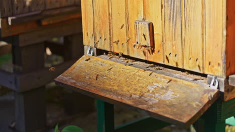 Busy-Bees-Flying-at-Hive-Entrance