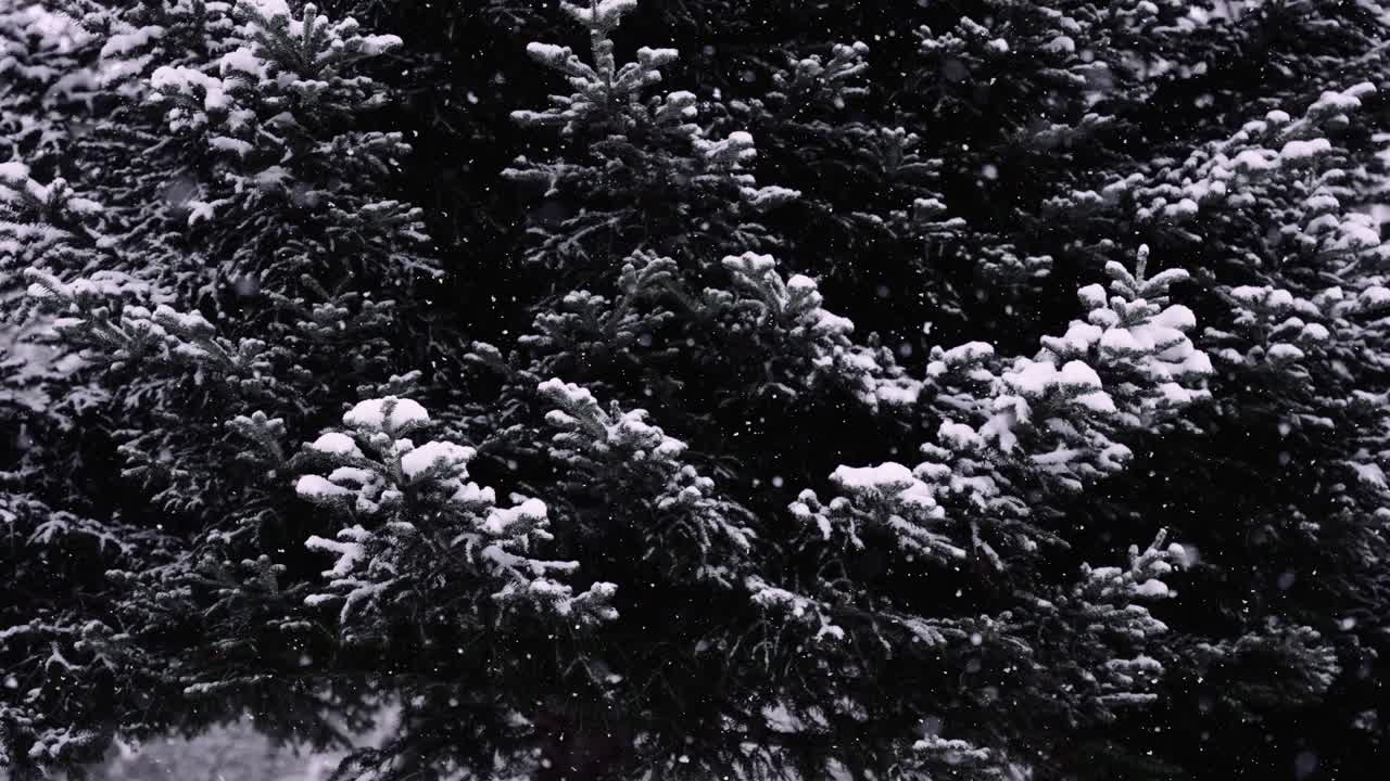 árboles en cámara lenta mientras nieva fuertemente en el bosque, disparo cinematográfico de mal humor