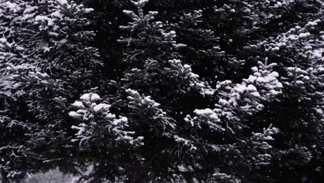 Bäume-In-Zeitlupe,-Während-Es-Im-Wald-Heftig-Schneit,-Stimmungsvolle-Filmaufnahme