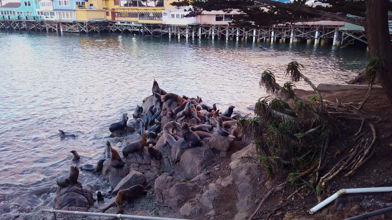 panorámica de cardán toma amplia de leones marinos colgando de las rocas en el puerto deportivo de monterey, california