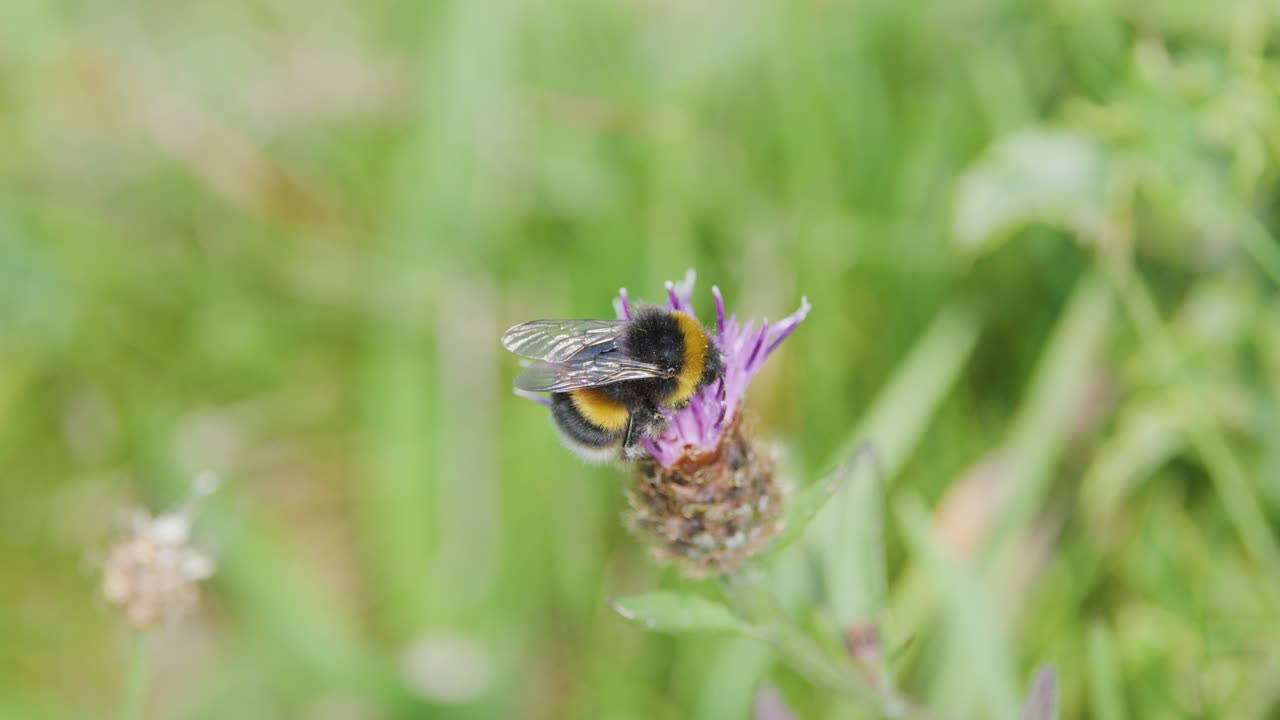 A bumblebee feeds on a purple wildflower, gathering pollen with its proboscis. Macro close-up, natural daylight, shallow depth of field, soft background