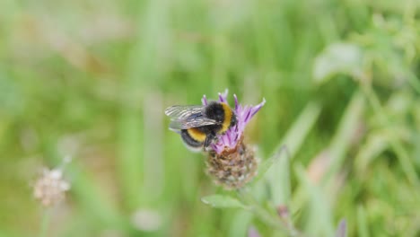a bumblebee feeds on a purple wildflower, gathering pollen with its proboscis. macro close-up, natural daylight, shallow depth of field, soft background