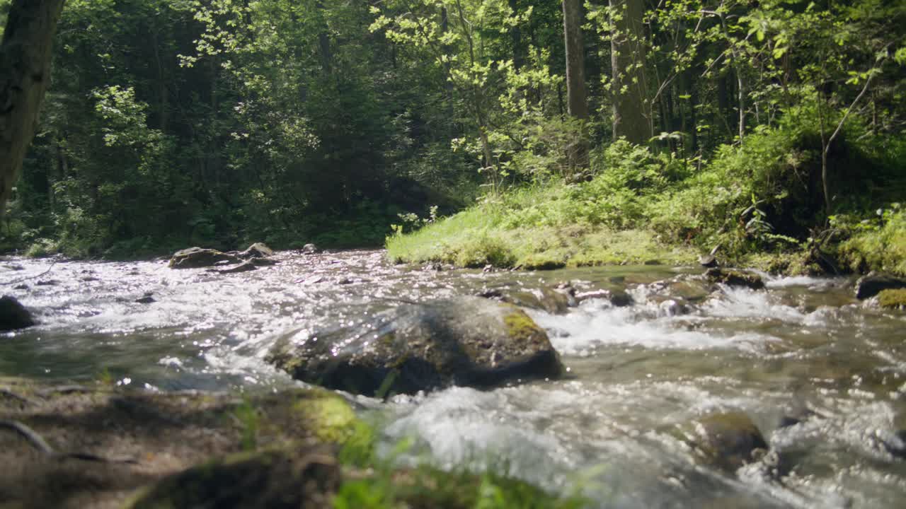 Dyb skovbæk Smuk naturbaggrund | Grindelwald Schweiz Skov, Europa, 4k