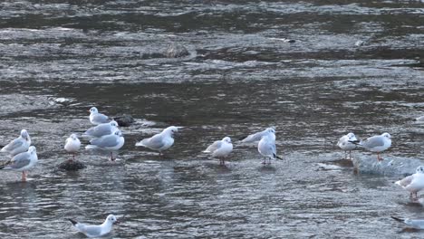 seagulls floating and flying over rippling water