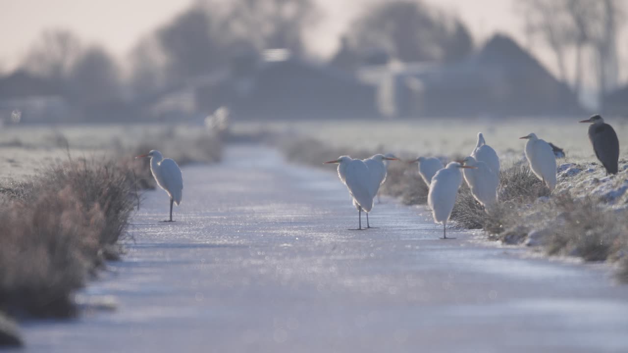 해가 뜨는 시점 에 큰 새끼 들 은 얼어붙은 하천 에 가만히 서 있다