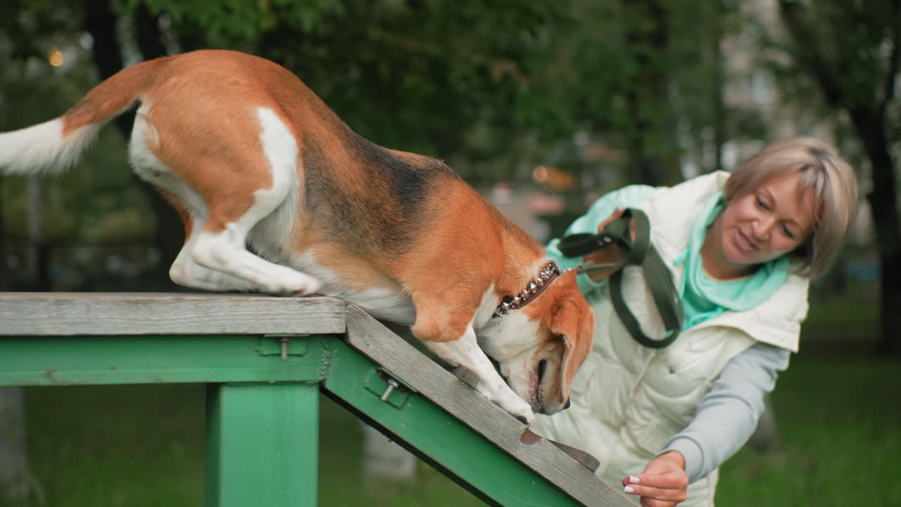 Training session between dog and owner as she carefully directs dog on steps to jump over obstacle during outdoor exercise in green grassy park surrounded by trees showing patience teamwork