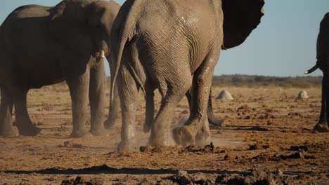 Male-African-elephant-covered-in-wet-mud-looking-for-a-mate