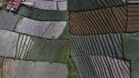 Vista-Aérea,-Una-Vista-De-La-Terraza-De-La-Huerta-De-Puerro-En-Las-Laderas-Del-Monte-Sumbing-Como-Un-Lugar-Turístico-Llamado-Nampan-Sukomakmur