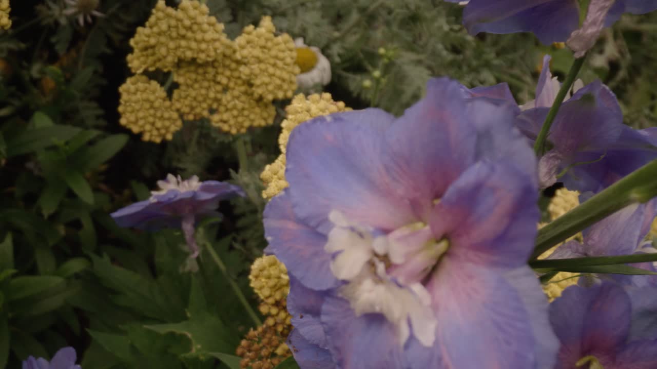 pan hasta el largo tallo de la flor morada en el jardín