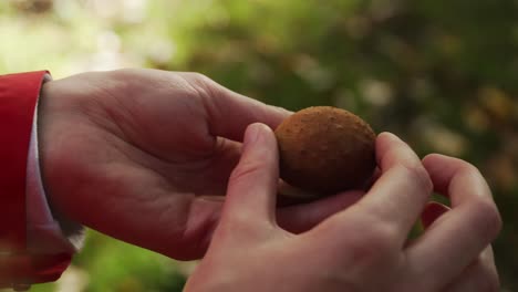 Chestnut-getting-opened-in-a-hand-in-the-forest-in-autumn