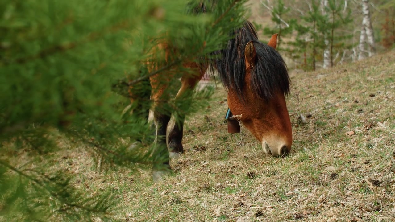 Cavalo marrom com arreios e sino em uma paisagem montanhosa de outono — cena icônica de um destino de viagem rural.