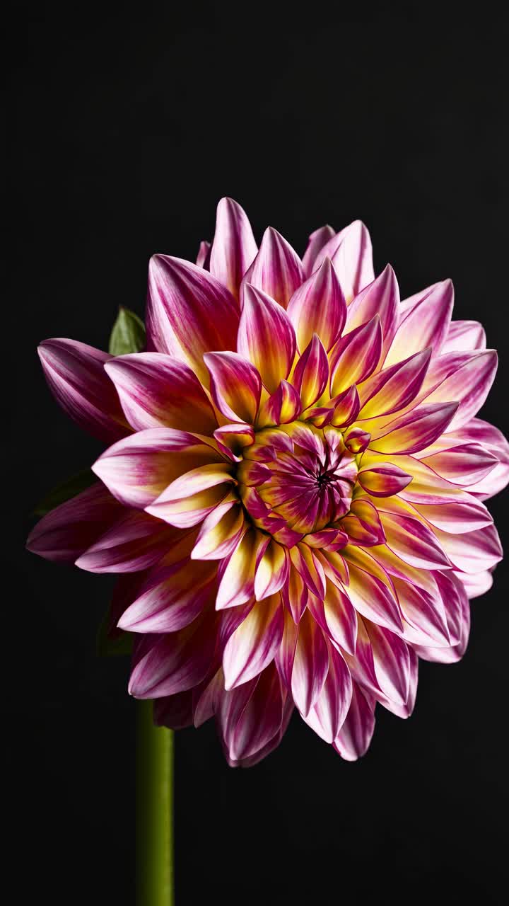 Primo piano di un vivace bocciolo di fiore su sfondo scuro, ripreso da un'angolazione laterale, perfetto