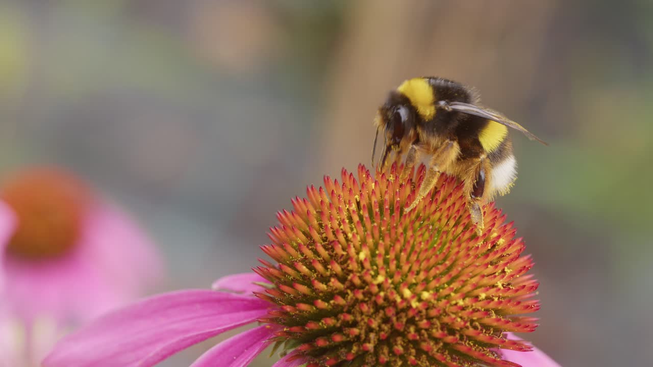 Honey bee on a echinacea coneflower .
