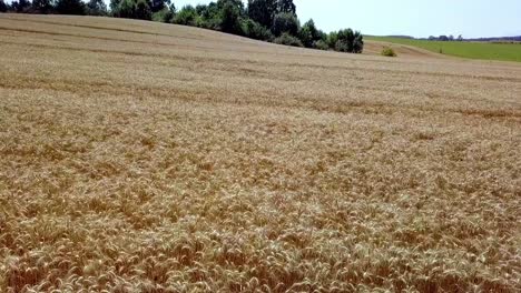 Toma-Aérea-Del-Campo-De-Centeno