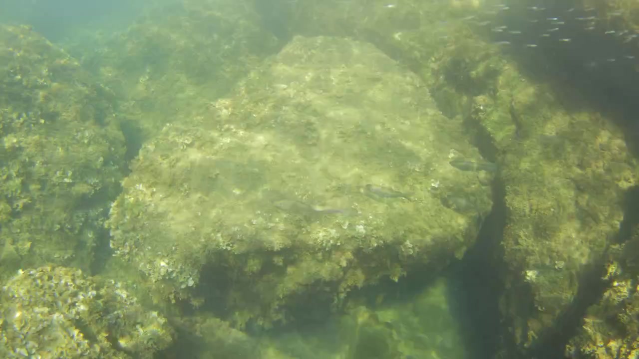 Small fish swimming in clear blue and green ocean water near the seabed, creating a natural marine habitat background