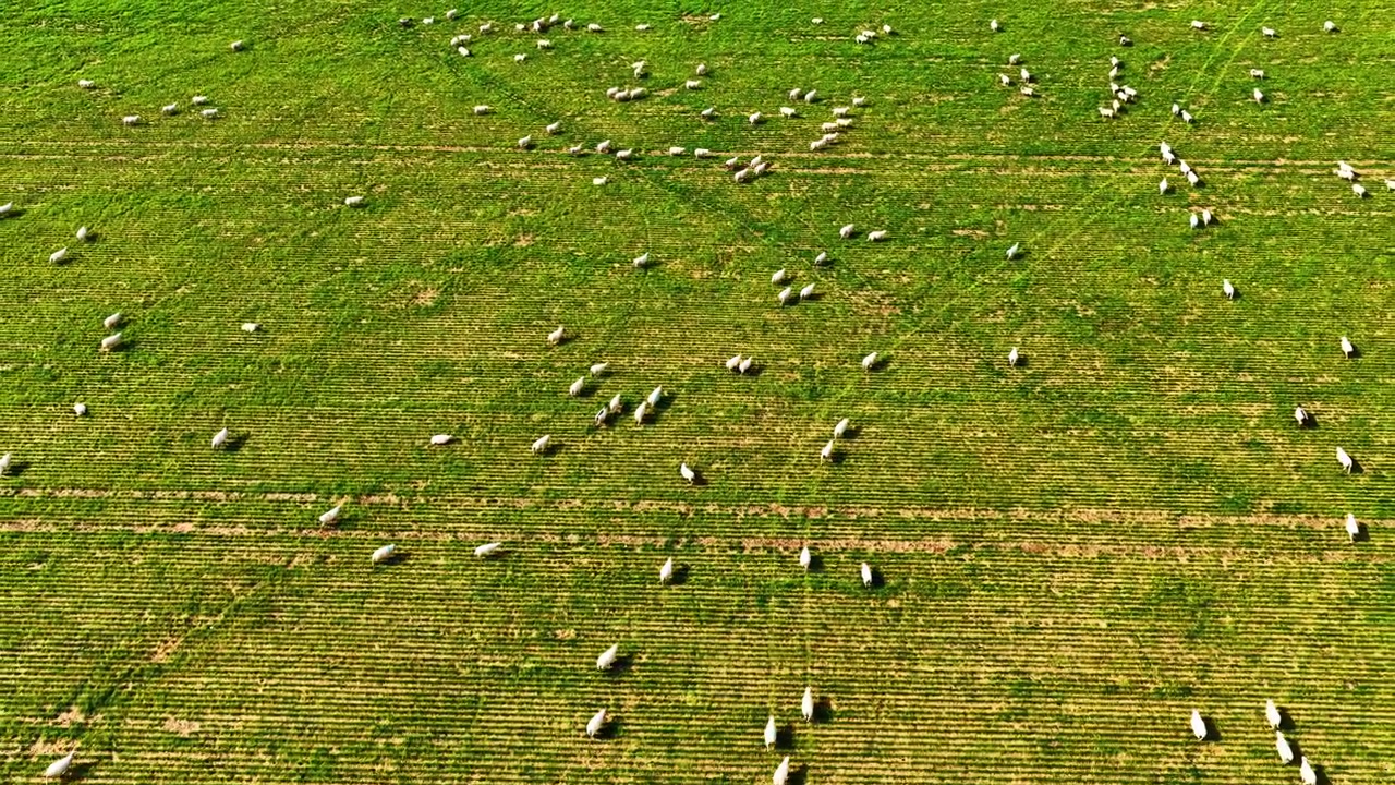 Veduta aerea di pecore bianche che pascolano su verdi pascoli sulle colline.