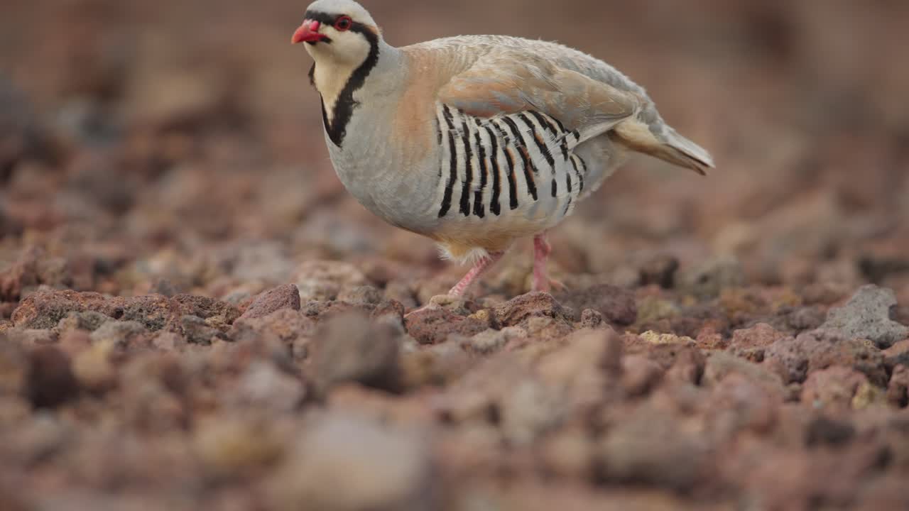 chukar perdiz alectoris chukar en busca de alimento a lo largo de una zona rocosa, teleobjetivo de bajo ángulo