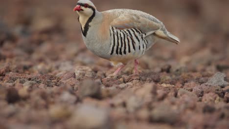 Chukar-partridge-Alectoris-chukar-foraging-along-rocky-area,-telephoto-low-angle