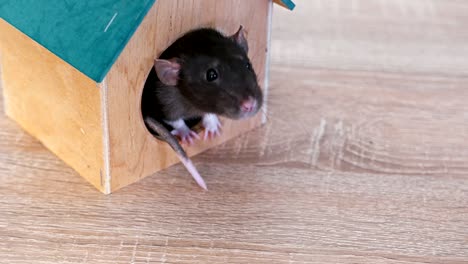 rata gris doméstica en una casa de madera