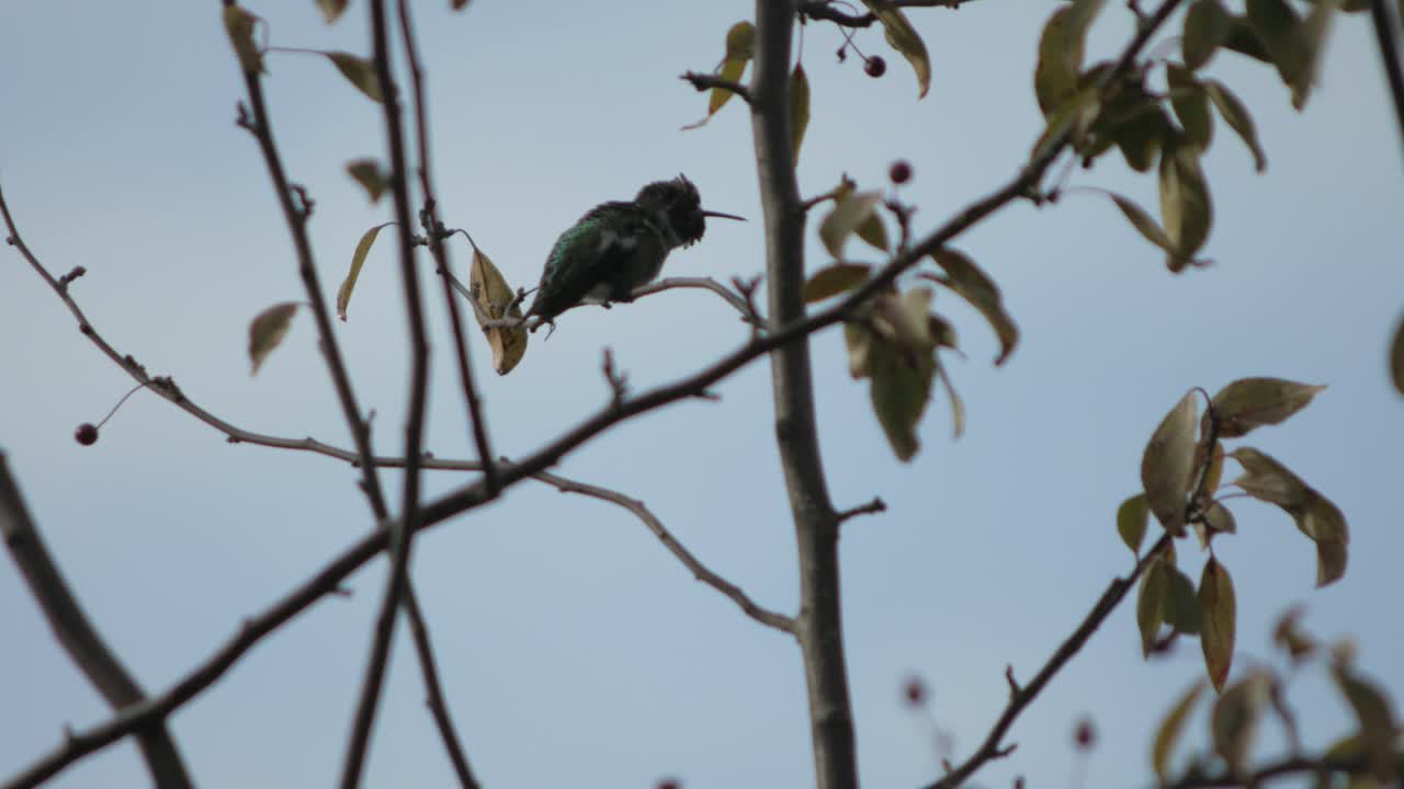 Humming bird perched on a branch in a tree