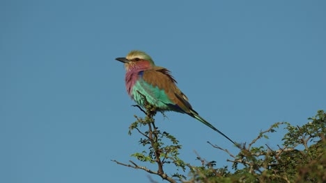 a colorful lilac-breasted roller sits on top on a tree and surveys its surroundings, kruger national park.