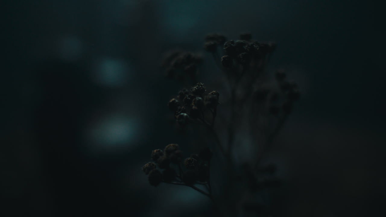 A miniature trees and plants at night