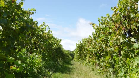 vineyards in big winery michigan sunny day with blue skies in the distance