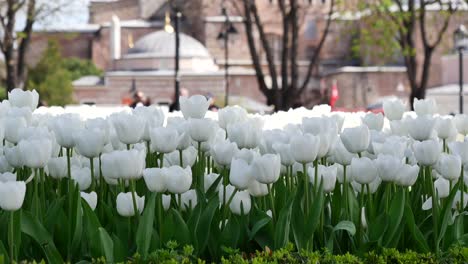 white tulips blooming in istanbul