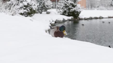close up of a duck walking through snow next to a lake on a winter day in st